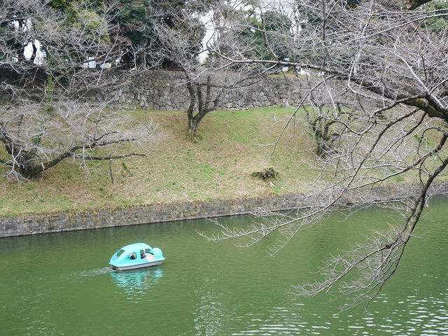 東京景點｜訪千鳥淵：賞櫻的遺憾