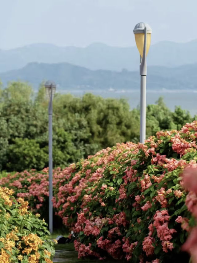 堪比莫奈花園！就在深圳灣流花山！