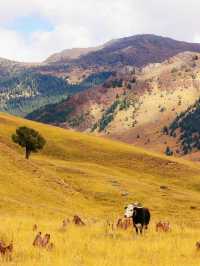 走,帶你進入宮崎駿的漫畫世界。。