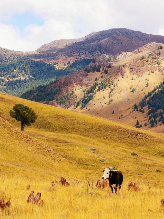 走,帶你進入宮崎駿的漫畫世界。。 走,帶你進入宮崎駿的漫畫世界。。