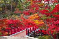 日本新潟彌彦公園：秋日紅葉的夢幻詩篇||日本新潟的彌彦公園，以其秋季的紅葉谷而聞名，當秋風輕拂過。