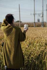 在「稻田咖啡」，體驗到別樣的寧靜與愜意。