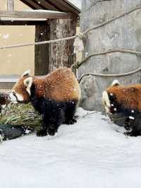 ❄️ 旭山動物園：冬日里的極地動物世界