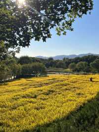 秋日中坞公園的金色稻田梯田～。