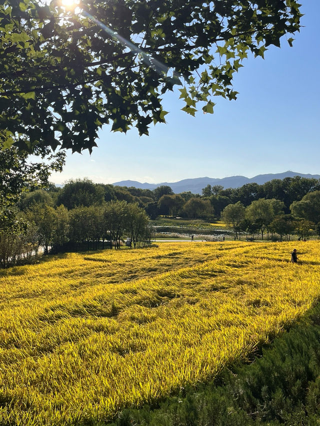 秋日中坞公園的金色稻田梯田～。