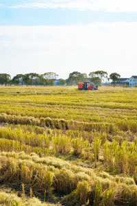 不敢相信上海也有喜洲版麥田就在李窯村。