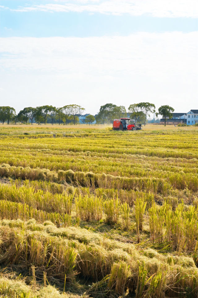 不敢相信上海也有喜洲版麥田就在李窯村。 不敢相信上海也有喜洲版麥田就在李窯村。