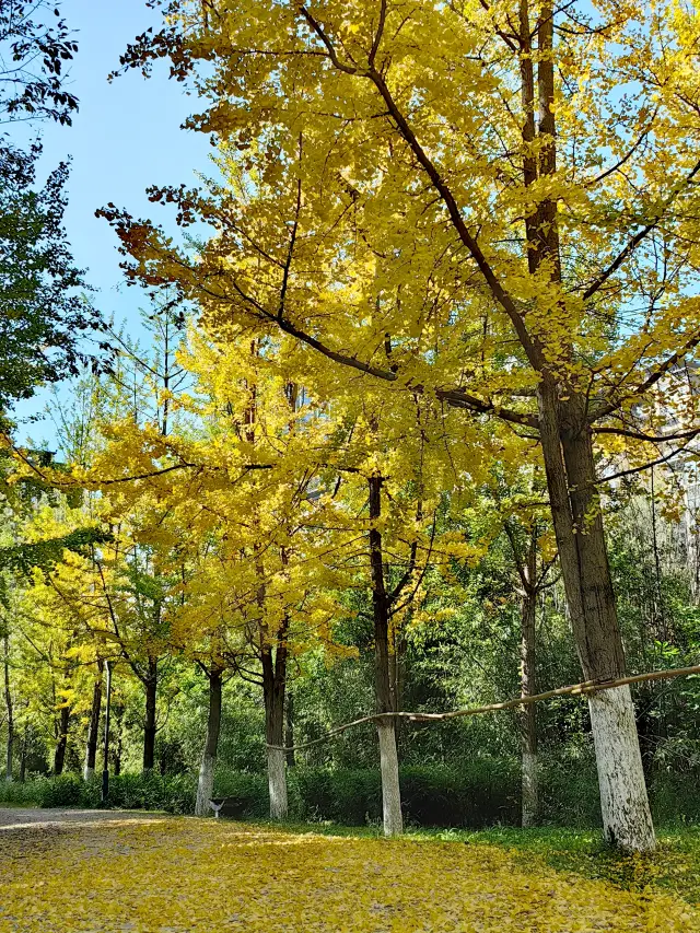 I didn't expect there to be such a beautiful park hidden in Kunming. 