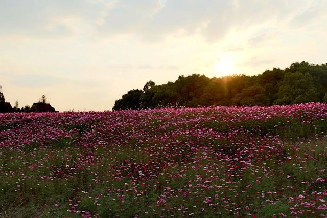 生活處處有驚喜~~廊下郊野公園。