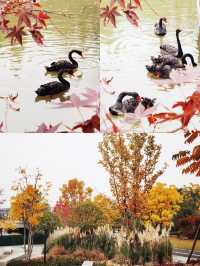 杭州免費4A公園有多牛 紅楓似火，銀杏如海