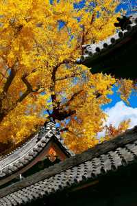 大阪難宗寺銀杏