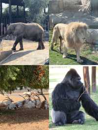 敢不敢來迪拜野生動物園逛逛