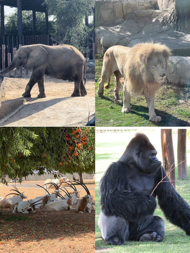 敢不敢來迪拜野生動物園逛逛