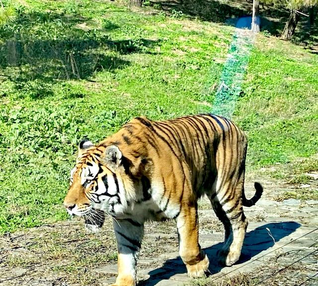 最會迎賓的熊【瀋陽森林動物園】