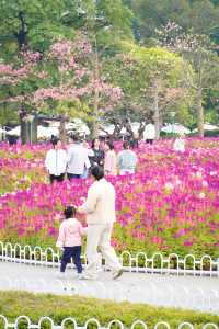 12.14宏城公園醉蝶花實拍，冬日浪漫花海