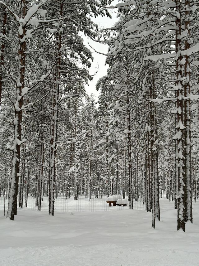 4日芬蘭冬遊攻略雪景美翻了