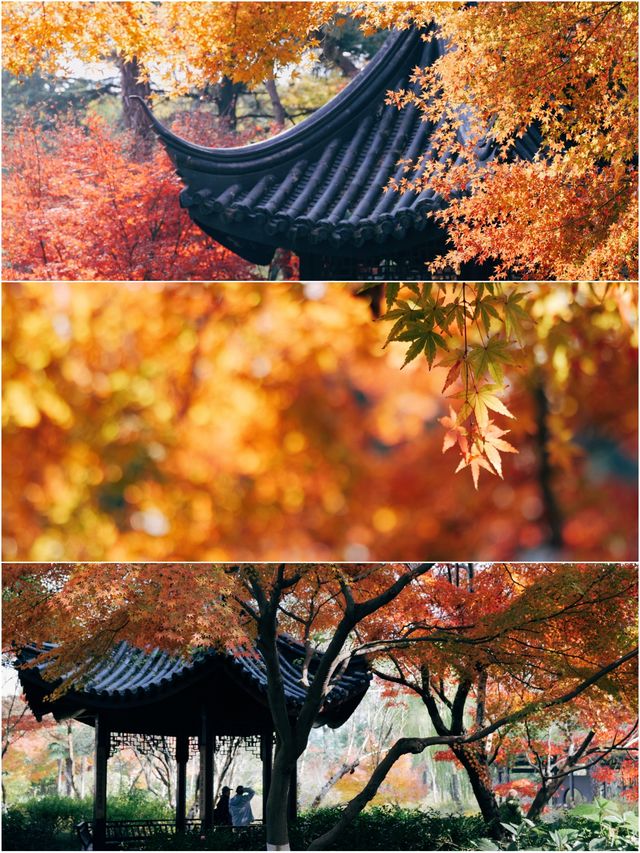 上海紅葉季｜閔行紅園，我言冬日勝春朝