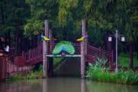 在李中水上森林公園體驗「人在畫中游」