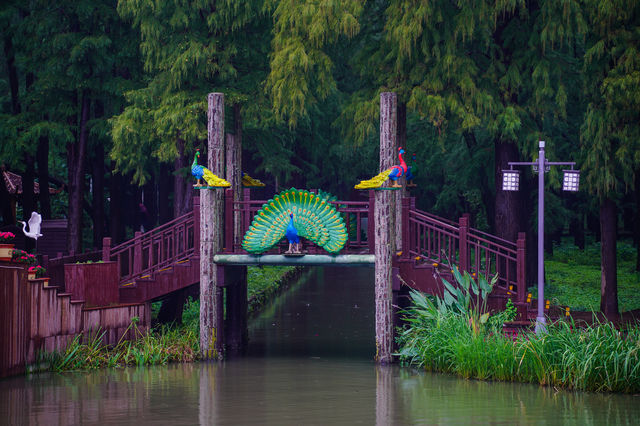 在李中水上森林公園體驗「人在畫中游」