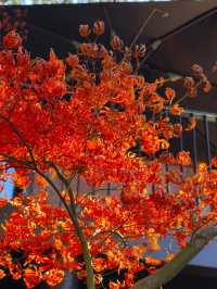 今年來晚了 紅園 可你還是那麼美