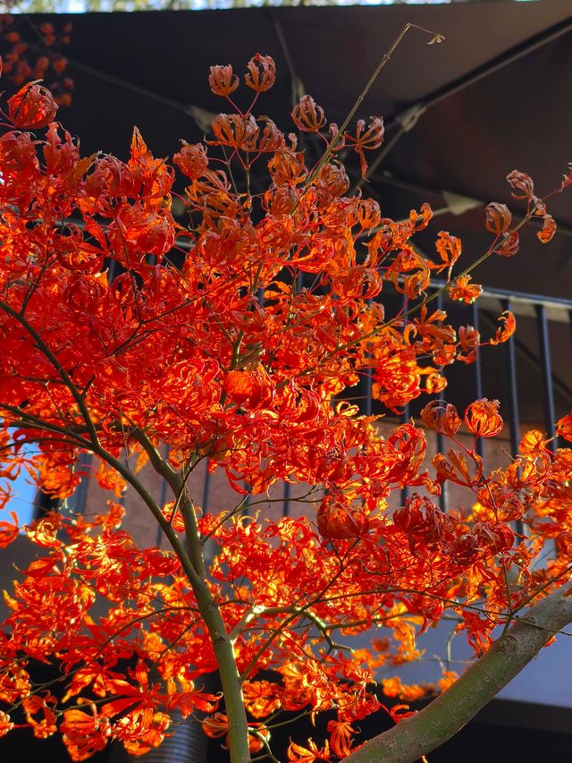 今年來晚了 紅園 可你還是那麼美