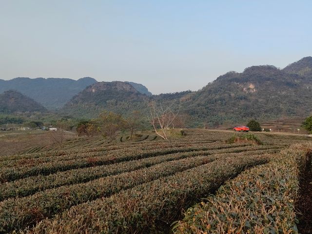 夕陽醉了紅茶谷：新年伊始的夢幻茶鄉之旅