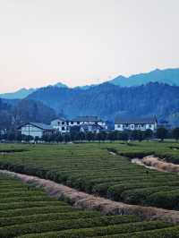官庄·辰龍關‖一大片寧靜怡人的茶園基地