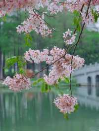 深圳四海公園賞花啦～泰國櫻花 絨果決明