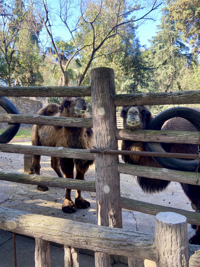 🦒🔥雲南昆明動物園｜是時候去看看可愛的動物了👀