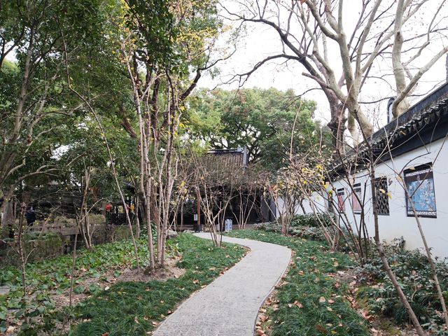 醉白池臘梅開了