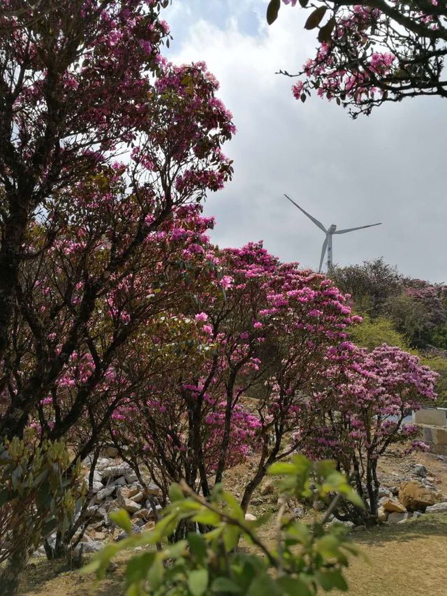 鶴慶馬耳山，花的海洋