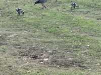克勞利沃斯公園：我的英倫田園夢