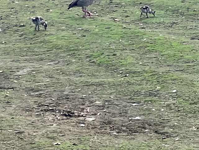 克勞利沃斯公園：我的英倫田園夢