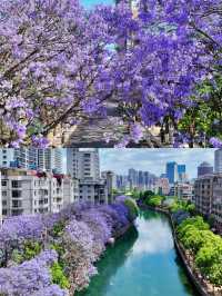 人生建議：春天務必要去一趟昆明！附賞花攻略