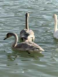 Swan River in Autumn 