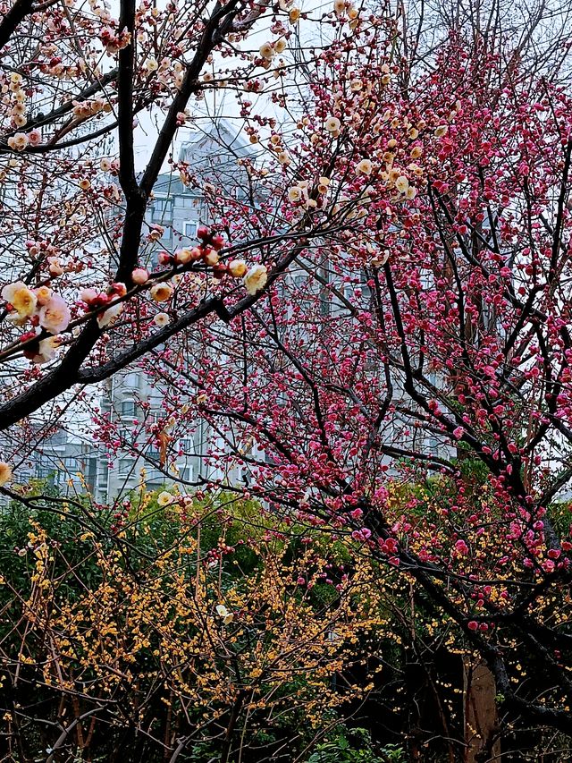 在真如公園遇見「梅」好—踏雨尋梅