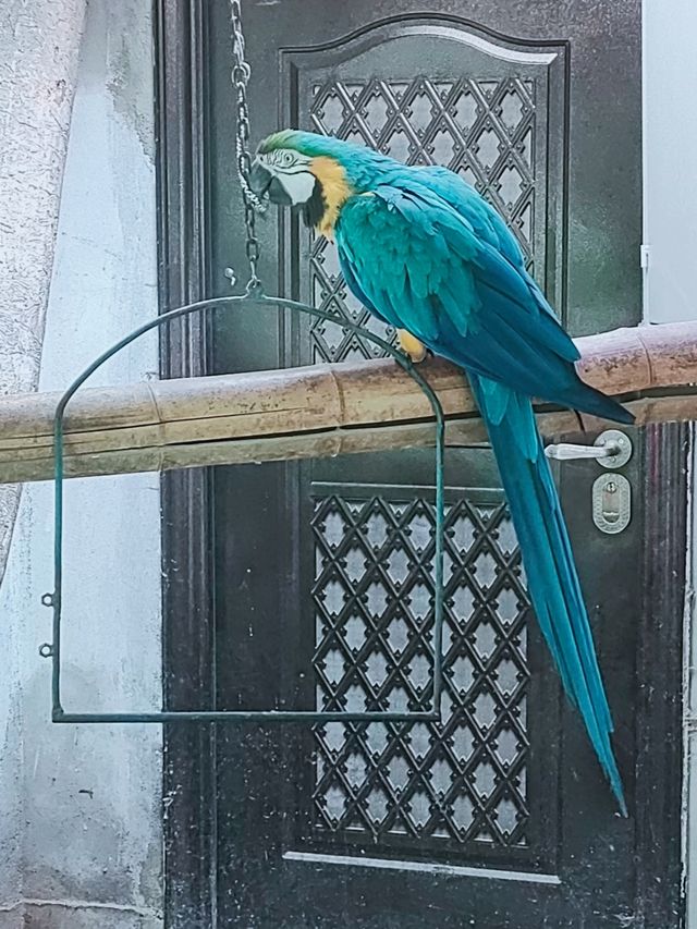 西寧野生動物園：一場熱血沸騰的動物奇遇之旅
