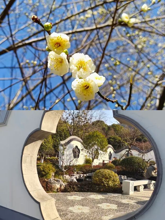 杭州超山，一個小眾嘅旅遊地。