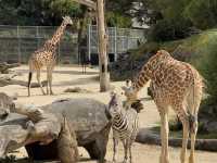 Auckland Zoo For Year Of the Snake, So Many Happy Animals!