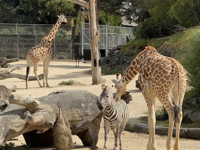 Auckland Zoo For Year Of the Snake, So Many Happy Animals!