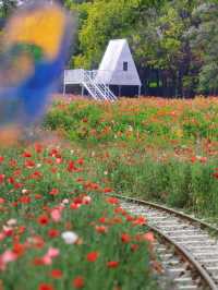 阜陽生態公園︱城市綠肺裡的奇幻旅程