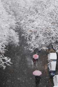 春雪銀裝素裹，宛如畫卷。