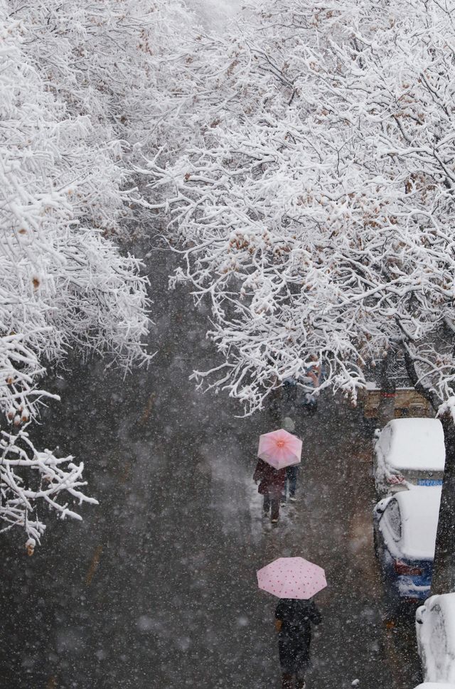 春雪銀裝素裹，宛如畫卷。
