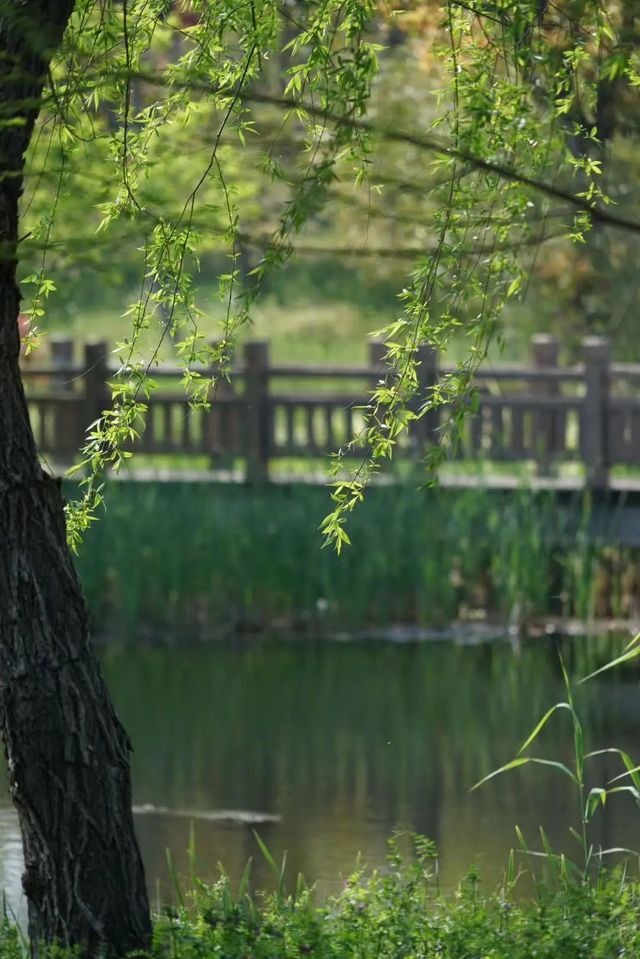 長興島濕地公園，春日治癒系被這裡承包了！