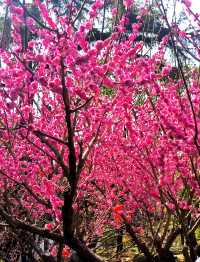 江南古典園林典範｜古猗園半日遊