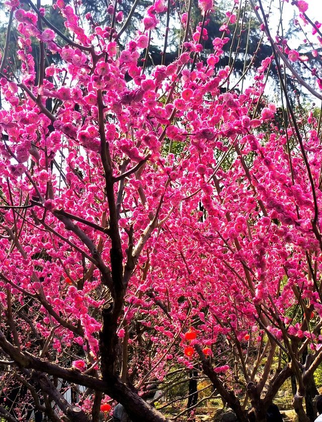 江南古典園林典範｜古猗園半日遊