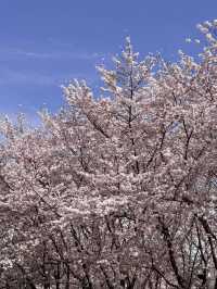 🌸上海虹口足球場，櫻花綻放的美景如詩如畫🌸
