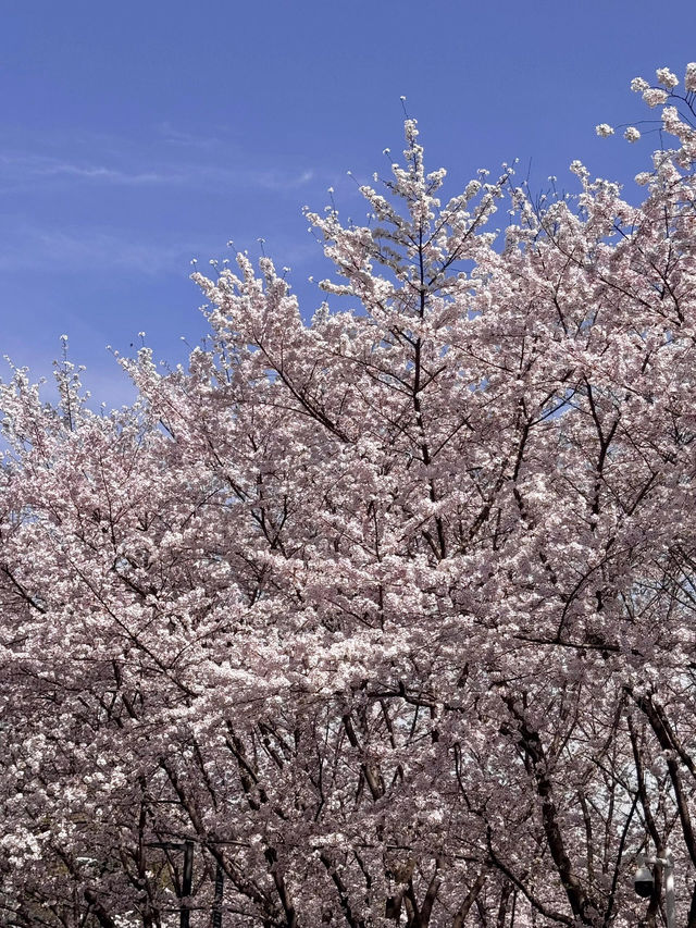 🌸上海虹口足球場，櫻花綻放的美景如詩如畫🌸