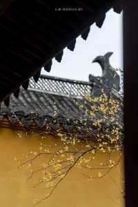 Discover the Best Spot for Plum Blossoms in Jinhua!