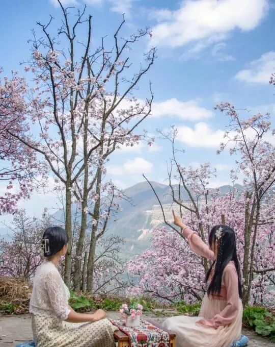 辛夷花花期即將來臨賞花攻略收好